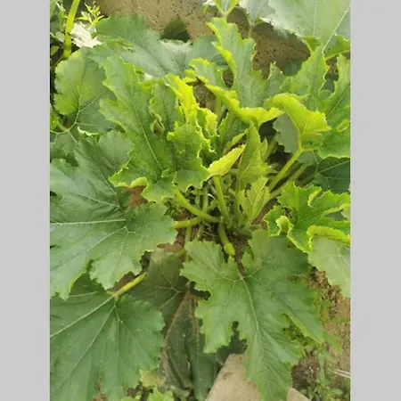 Indipendente Con Giardino Ed Orto Ferienhaus Procida
