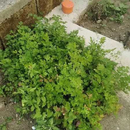 Indipendente Con Giardino Ed Orto Ferienhaus *