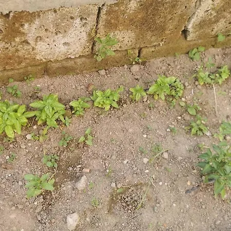 Indipendente Con Giardino Ed Orto Ferienhaus